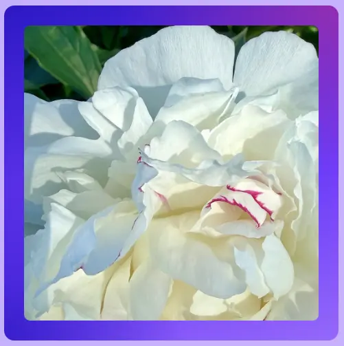 Buyer's Remorse — white peony with pink edges